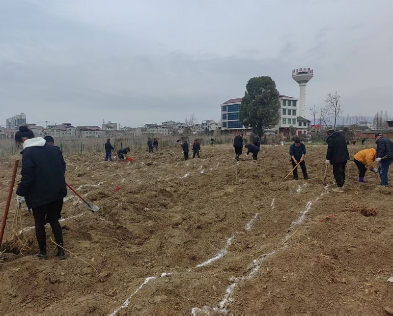 河坝植桑绘新景 春蚕精神永传承