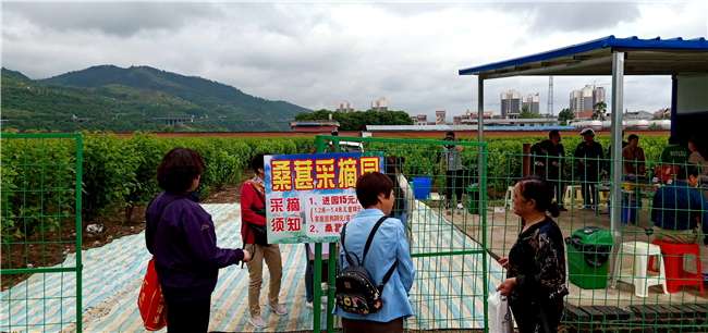 im电竞场“金康”生态果桑园开园