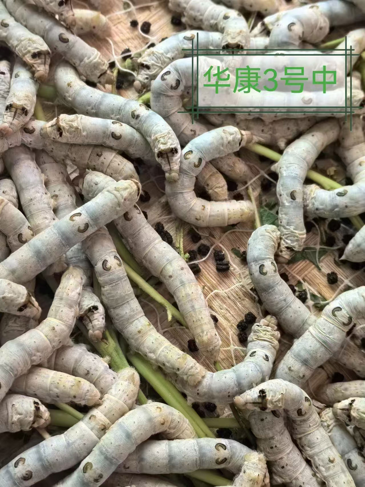 华康三号.jpg