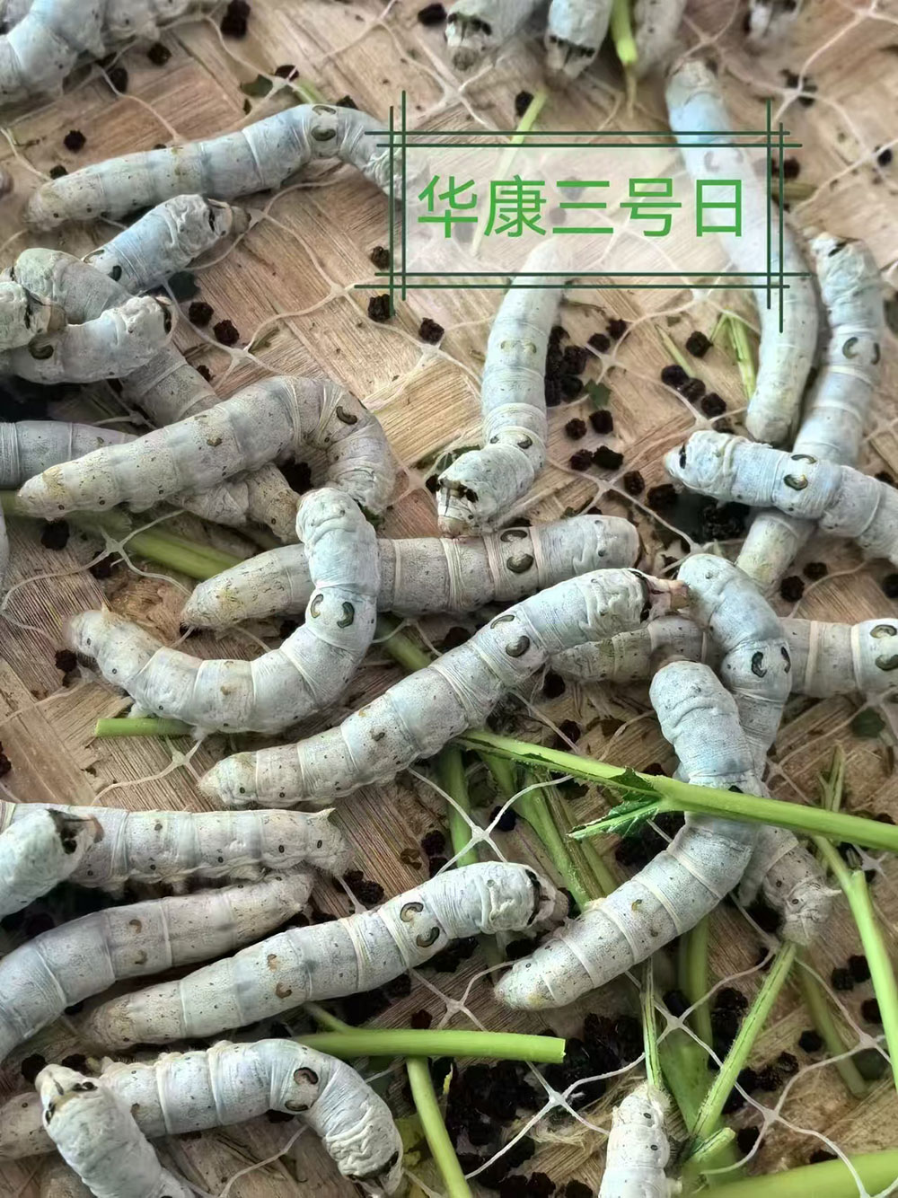 华康三号日.jpg